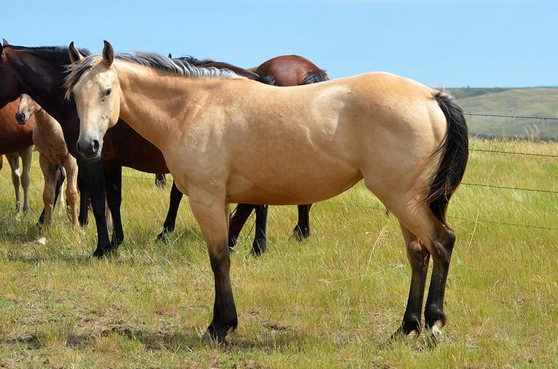 Horses For Sale H Open 6 Quarter Horses