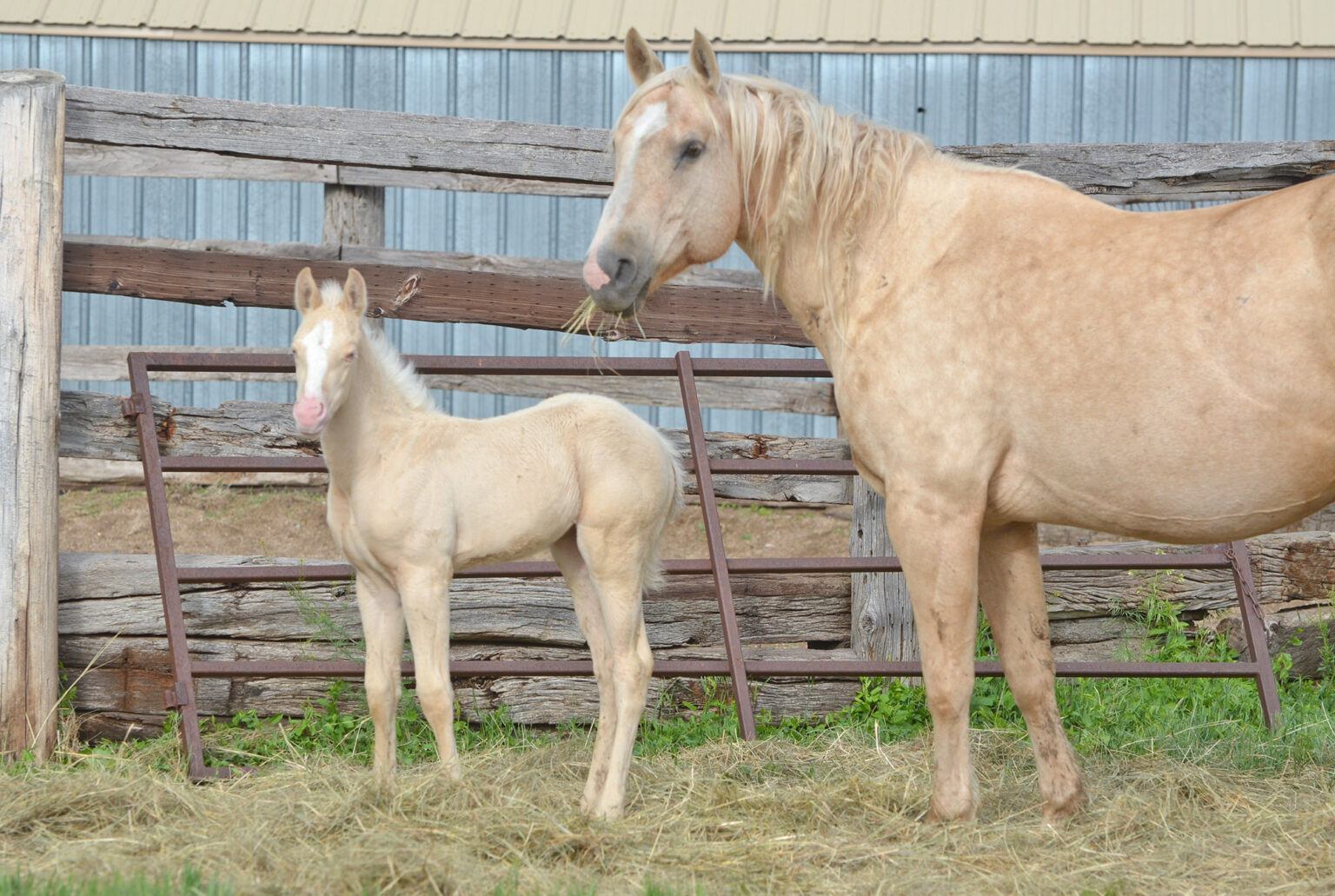 Our Broodmares H Open 6 Quarter Horses