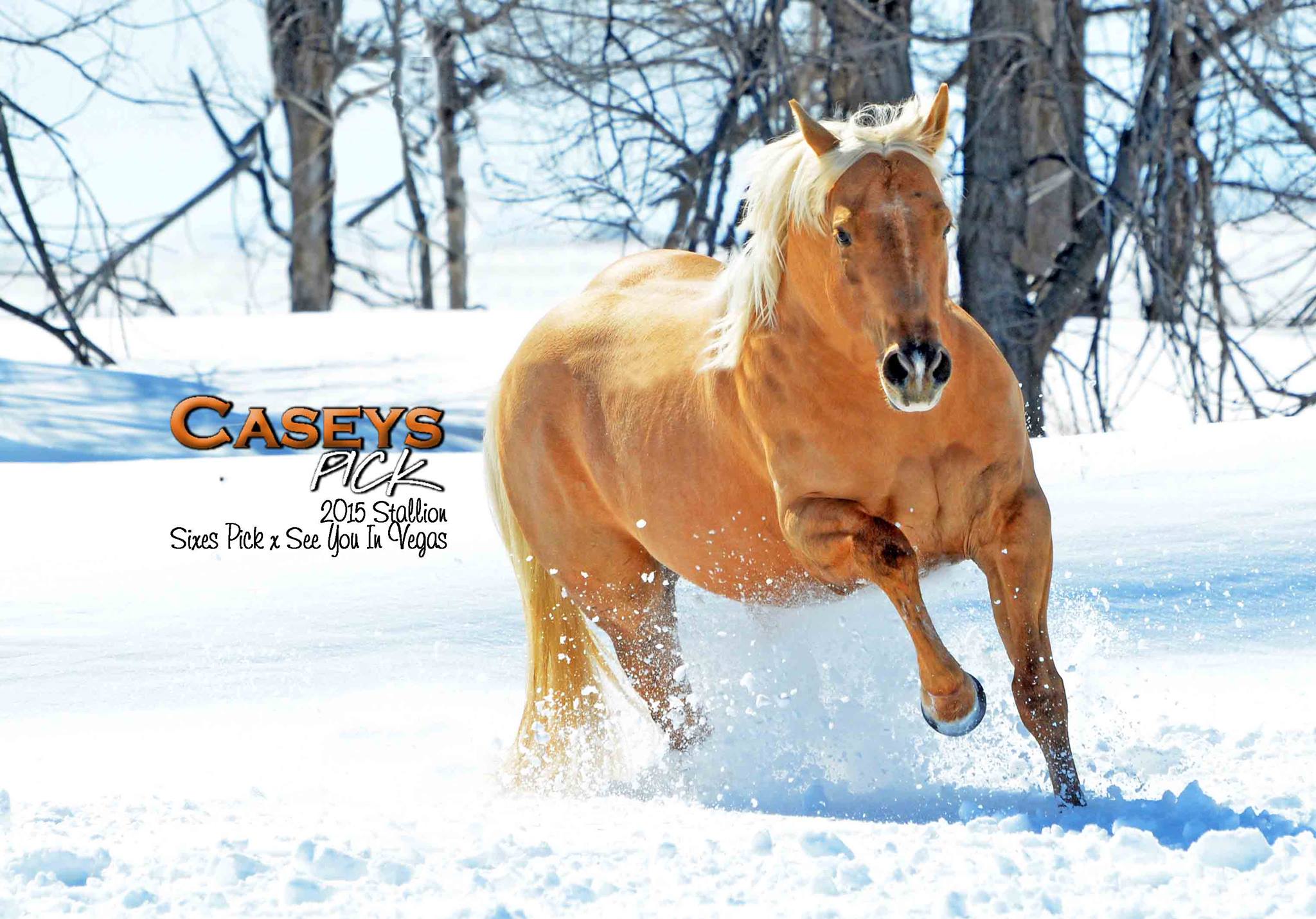H Open 6 Quarter Horses Home of Caseys Pick