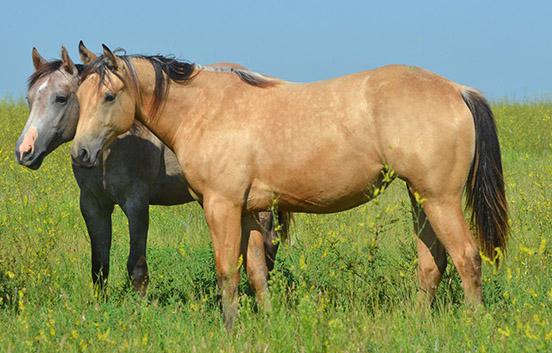Our Broodmares – H Open 6 Quarter Horses