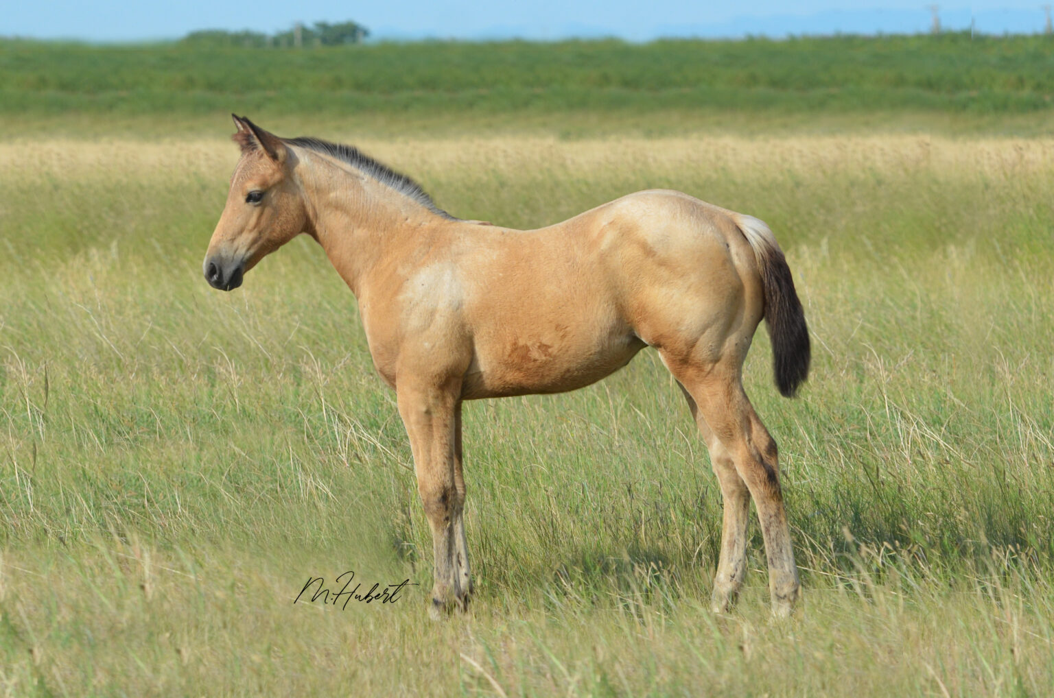 Horses For Sale H Open 6 Quarter Horses